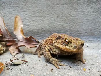 Close-up of a bufo bufo on wall