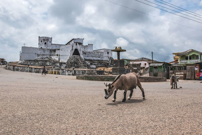 Horse cart in town square