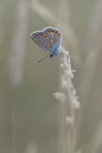 Close-up of butterfly on plant