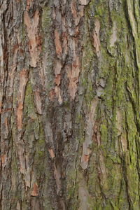 Full frame shot of tree trunk