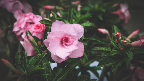 Close-up of pink flowers blooming outdoors