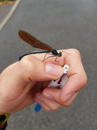 Midsection of person holding insect on hand