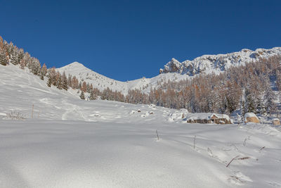 Autumn-colored larch forest in the midst of snow-covered slopes, dolomites, italy