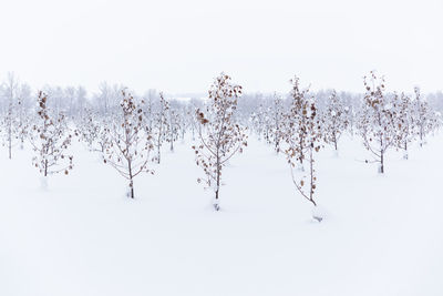 Frozen plants on field against sky during winter