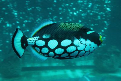 Close-up of fish swimming in sea