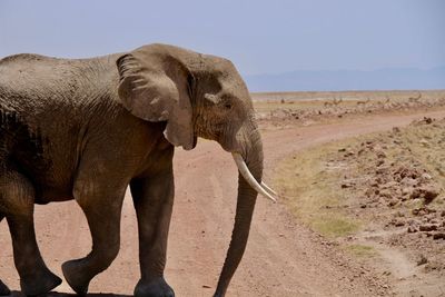 View of elephant on land