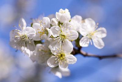 Close-up of white cherry blossoms in spring