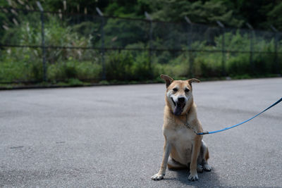 Portrait of dog on road