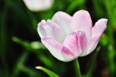 Close-up of pink tulip