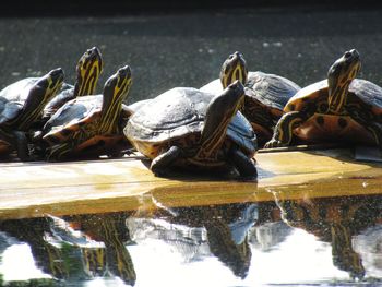 View of a turtle in calm lake