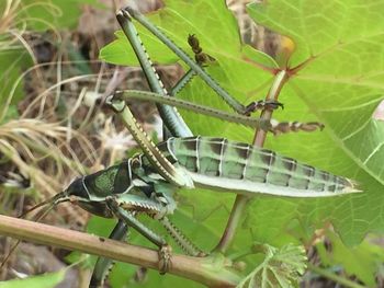 Close-up of insect on plant