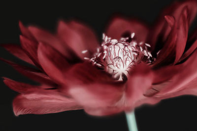 Close-up of red rose against black background