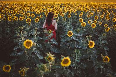 Woman sitting on sunflower field