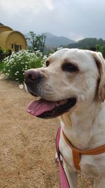 Close-up of dog looking away