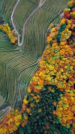 High angle view of flowering plants and trees during autumn