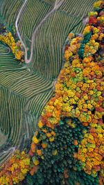Aerial view of autumn trees on landscape