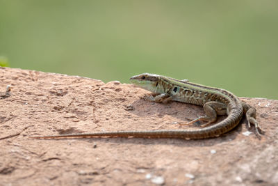 Close-up of insect on rock