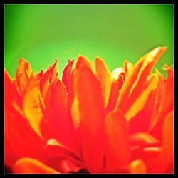 Close-up of red flower