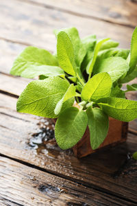 Close-up of green leaves on table