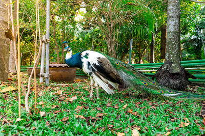 Bird perching on a tree