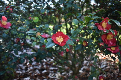 Close-up of red flowering plant