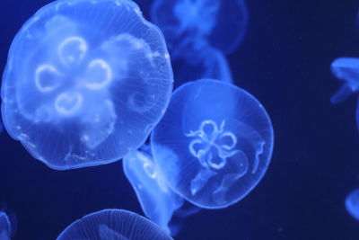 Jellyfish swimming in sea