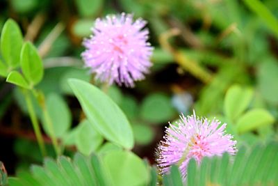 Close-up of pink flower blooming outdoors
