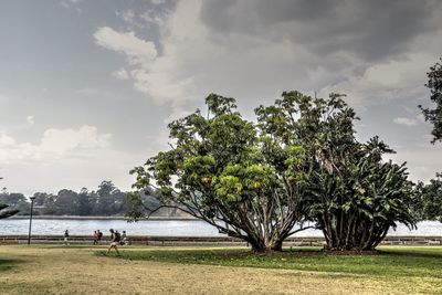 Trees by lake against sky