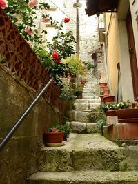 Potted plants on staircase