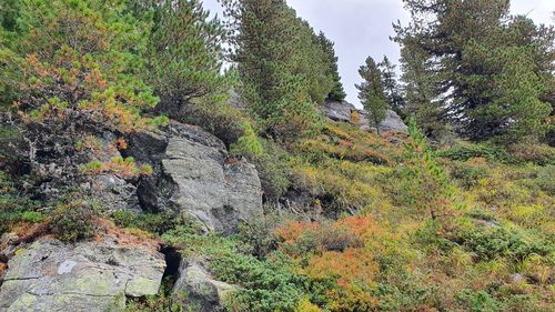 Plants growing on rocks in forest
