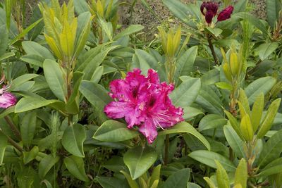 Close-up of pink flowering plant