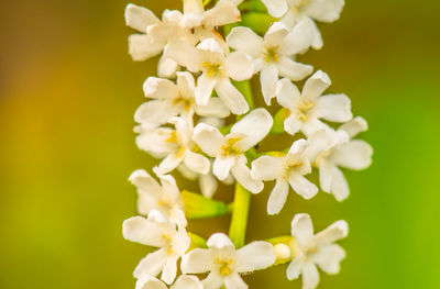 Close-up of white flowers