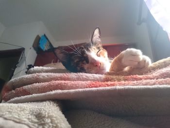 Cat resting on sofa