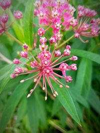 Close-up of pink flowers