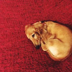 Close-up of dog with red eyes