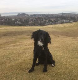 Dog sitting on field against sky