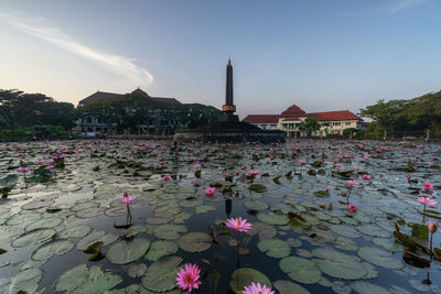 Pink lotus water lily in lake against sky