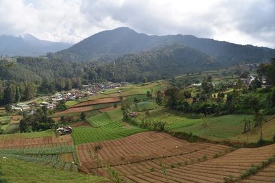 Scenic view of agricultural field against sky