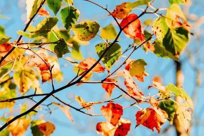 Low angle view of orange leaves on tree against sky