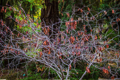 Plants growing in forest