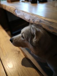 High angle view of dog relaxing on wooden floor