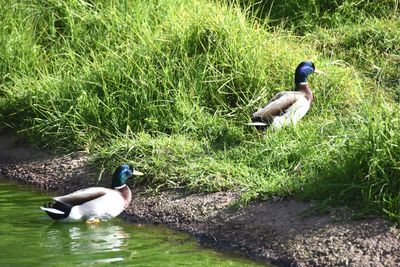 Two ducks in a lake