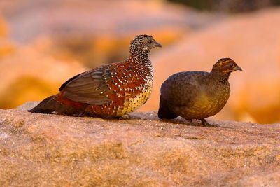 Close-up of birds perching on rock