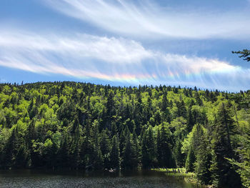 Scenic view of forest against sky