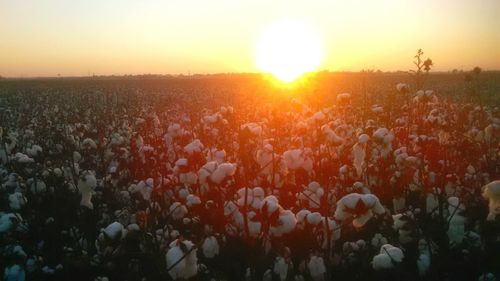 Fresh flowers in field against sky during sunset