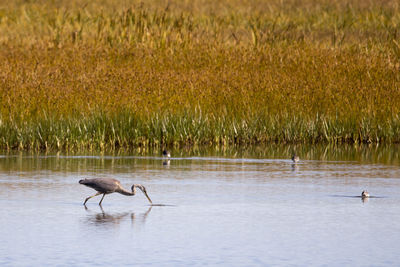 View of birds in lake