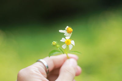 Close-up of hand holding small white flowering plant