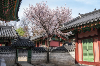 Heart shaped plum flower blossom tree in changdeokgung palace taken in seoul, south korea.