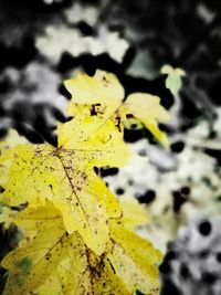 Full frame shot of yellow leaves growing outdoors