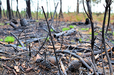 View of dead plants on field